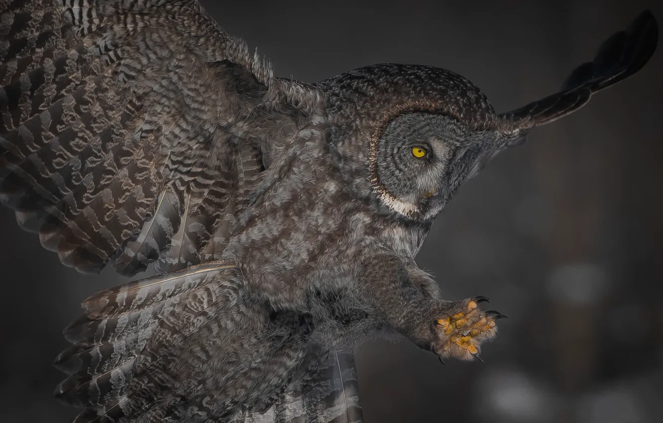 Photo wallpaper background, owl, bird, wings, feathers, tail, Great grey owl
