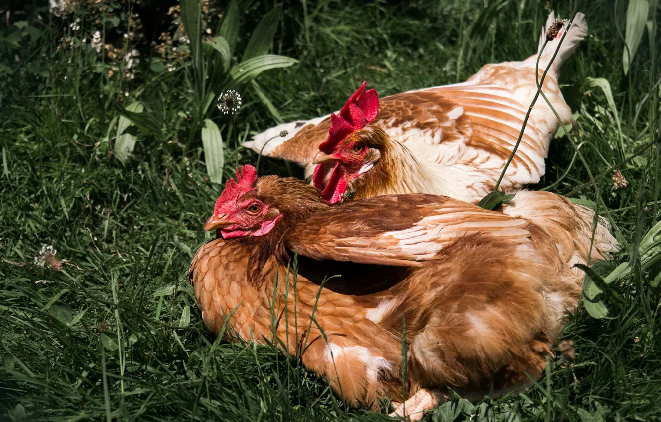 Photo wallpaper summer, grass, feathers, birds, couple, cozy, close up, chicken
