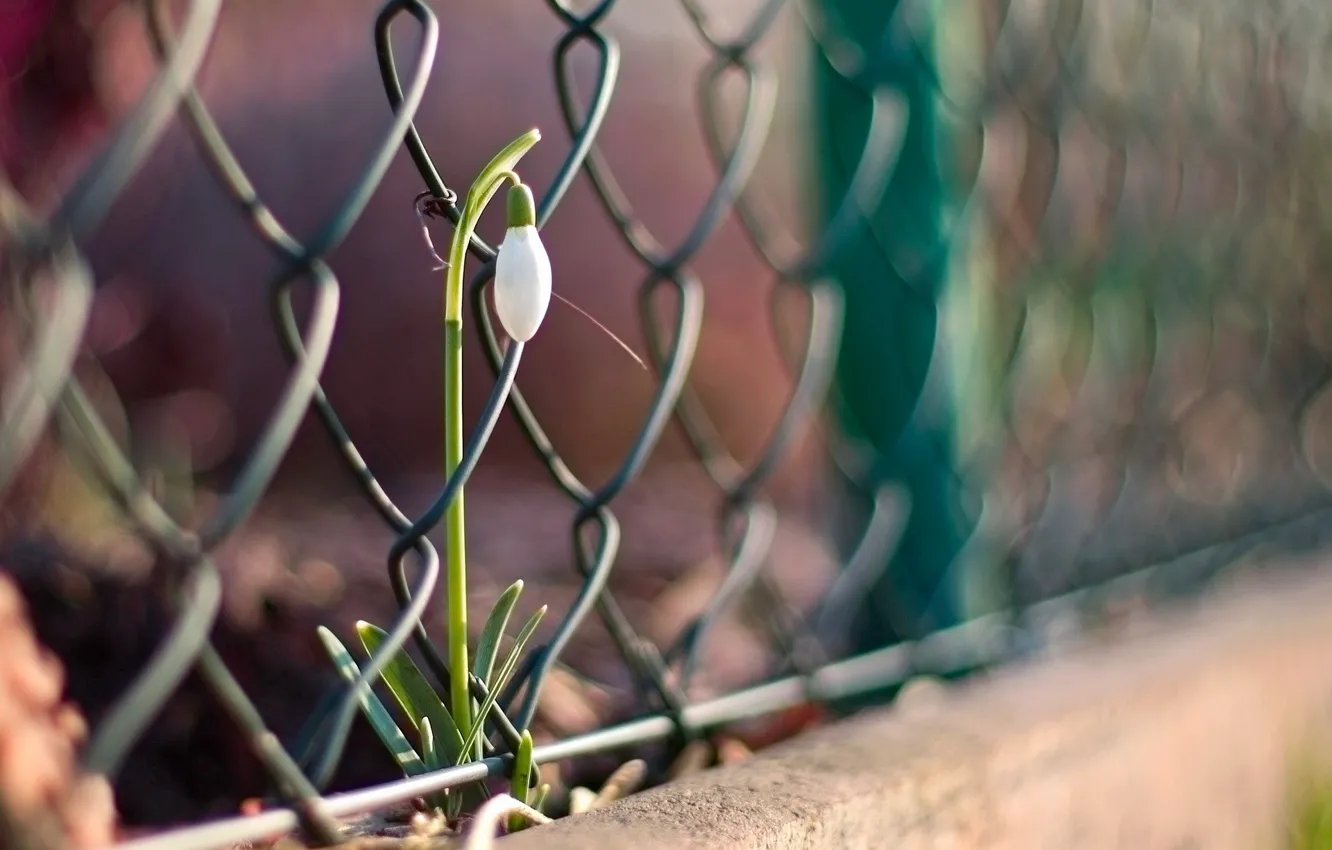 Photo wallpaper flower, macro, the fence