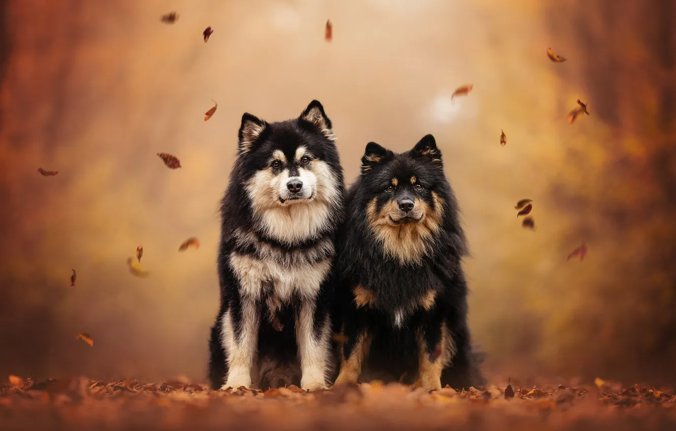 Photo wallpaper autumn, leaves, background, dog, a couple, Finnish lapphund