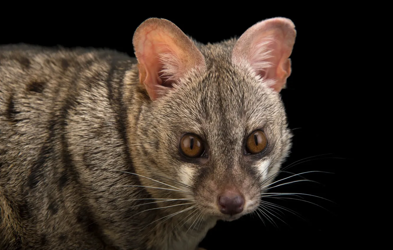 Photo wallpaper predatory, Chord, mammal, Genet, viverrids, genetta