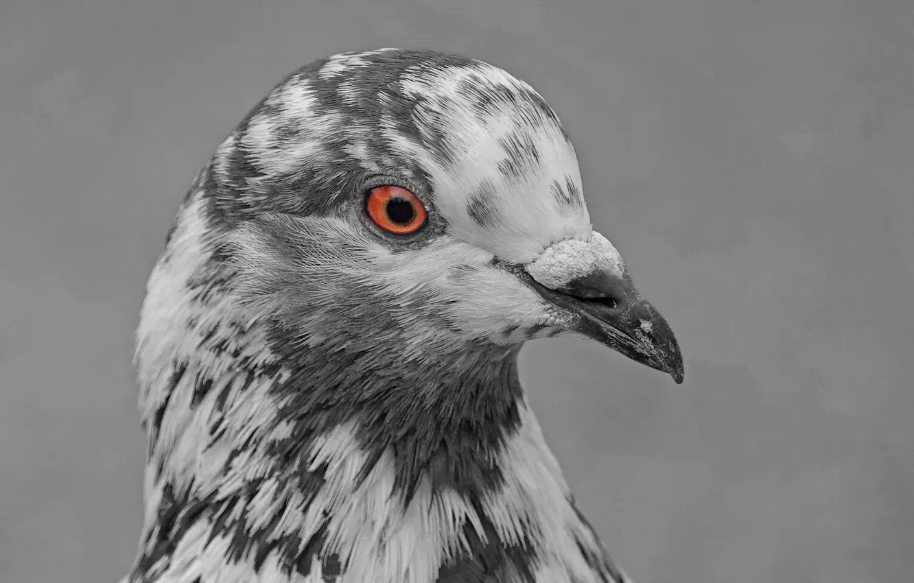 Photo wallpaper grey, background, bird, portrait, pigeons