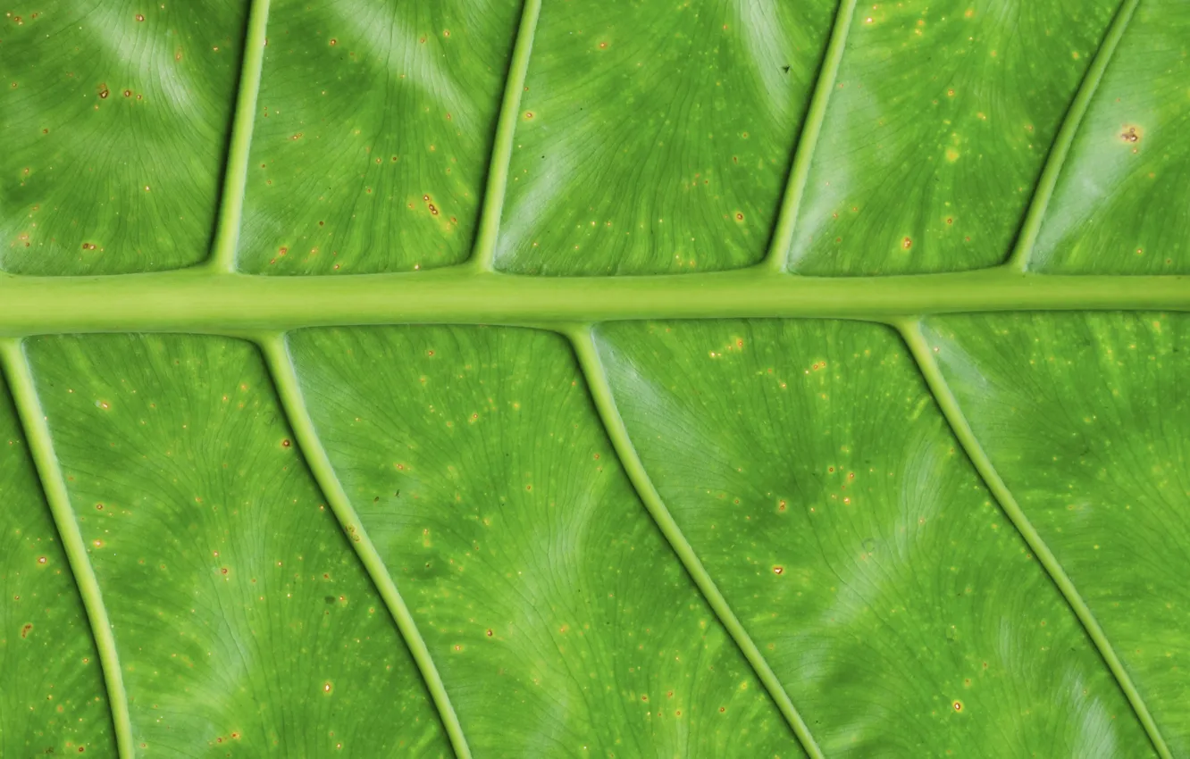 Photo wallpaper leaves, macro, green, background, green, texture, macro, leaf