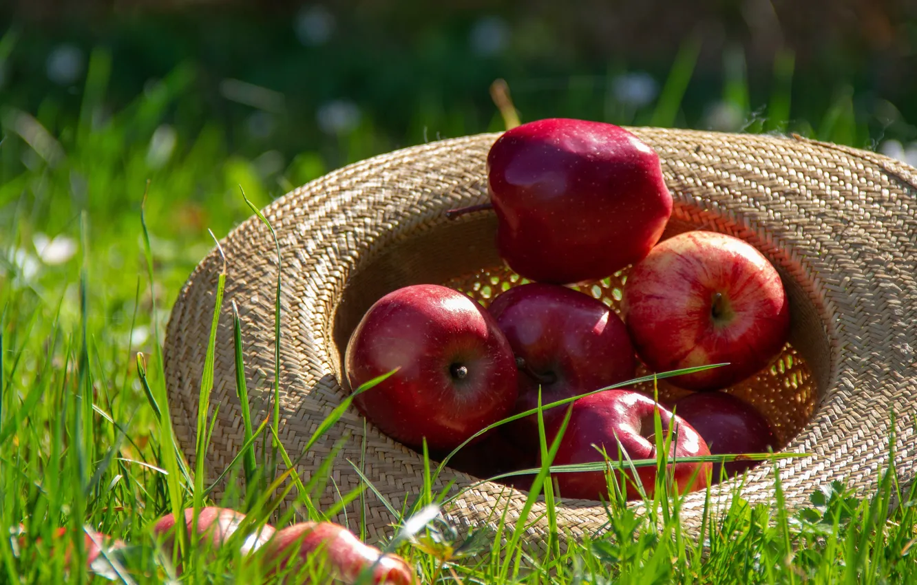 Photo wallpaper summer, grass, light, red, glade, apples, hat, harvest