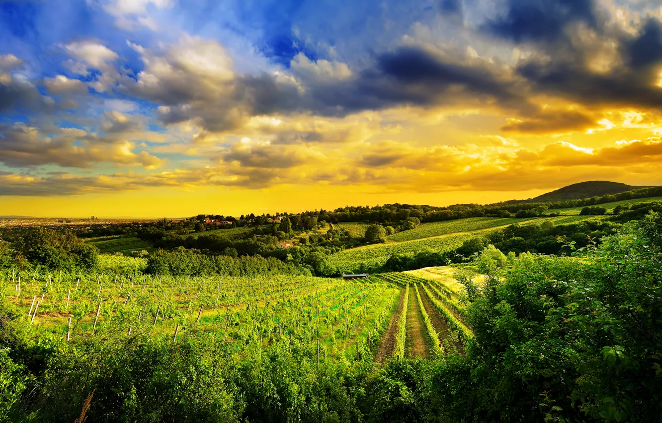 Photo wallpaper nature, vineyard, Austria, Kahlenberg hills, north-west of Vienna