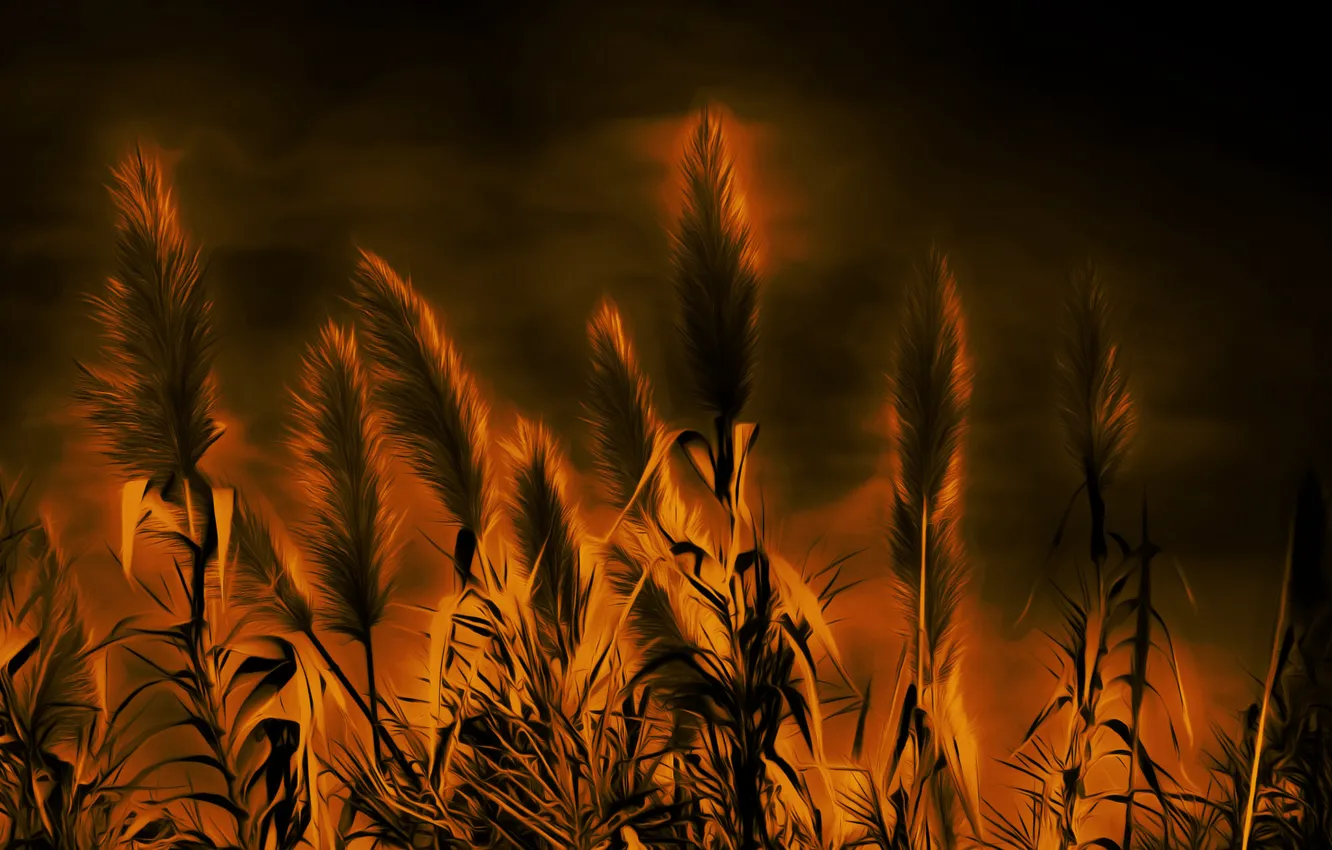 Photo wallpaper night, nature, background, reed