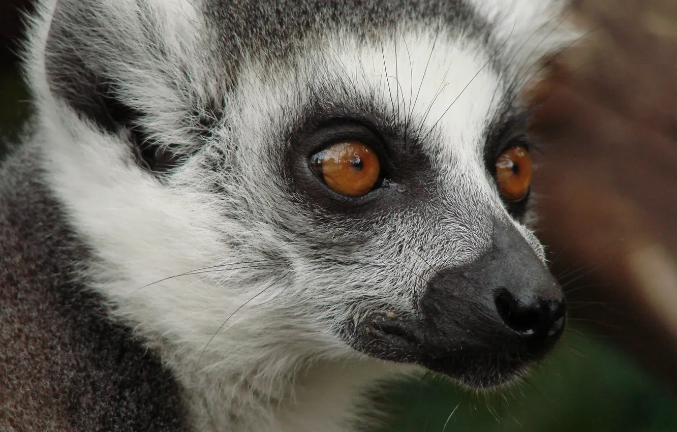 Photo wallpaper eyes, look, a ring-tailed lemur