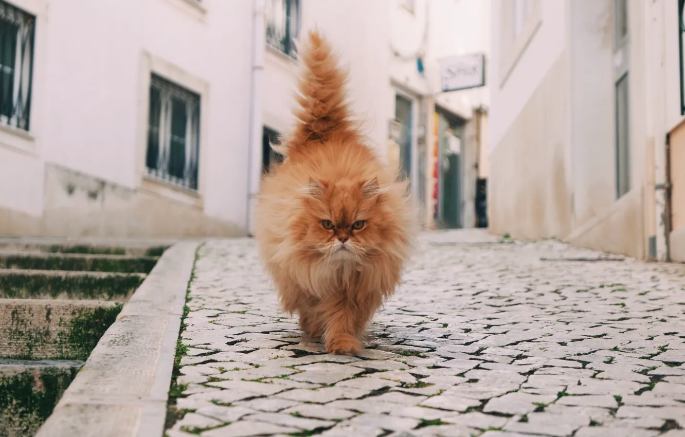 Photo wallpaper cat, look, face, street, tail