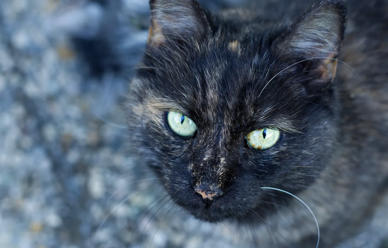 Photo wallpaper cat, cat, look, face, background, portrait, wool, grey