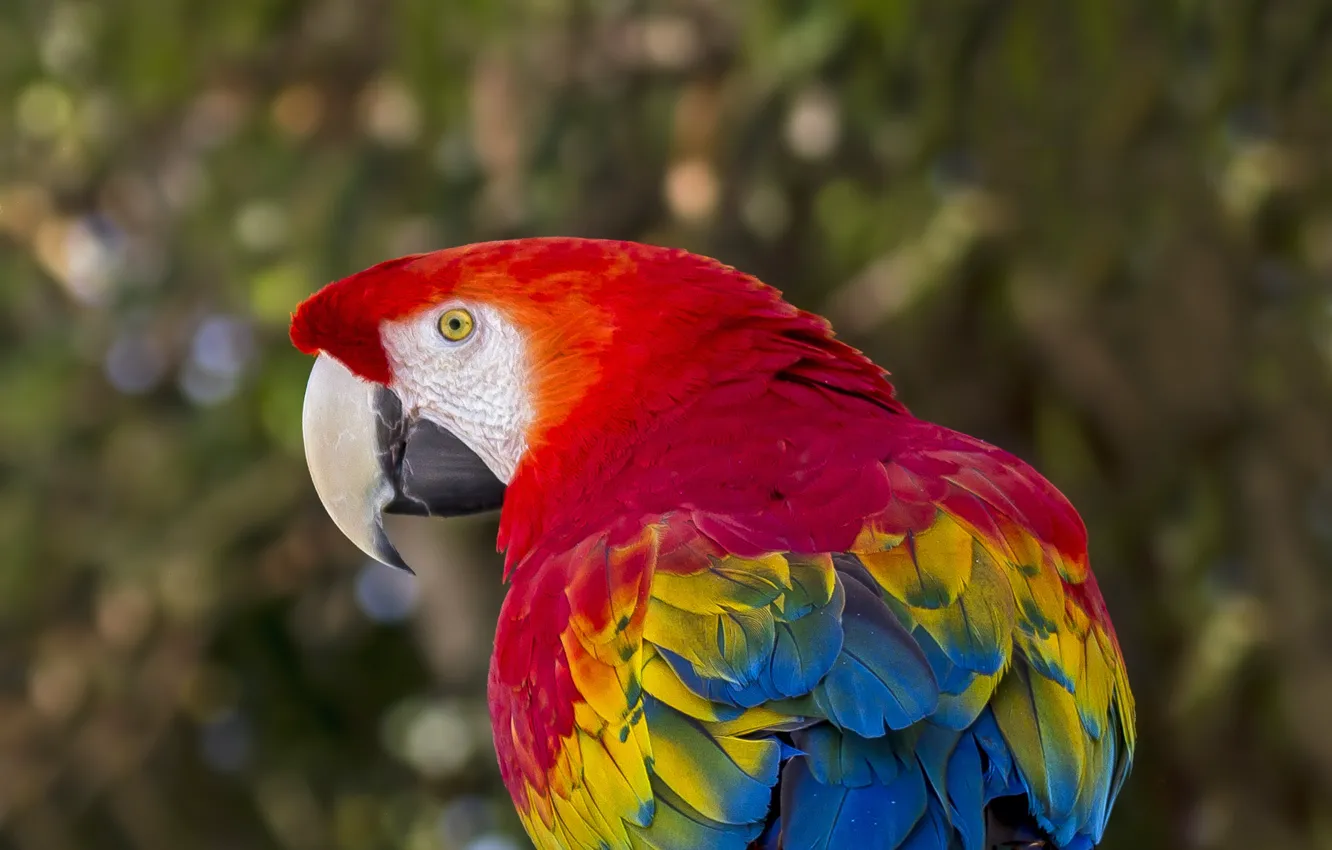 Photo wallpaper bird, feathers, parrot, bokeh, Red macaw