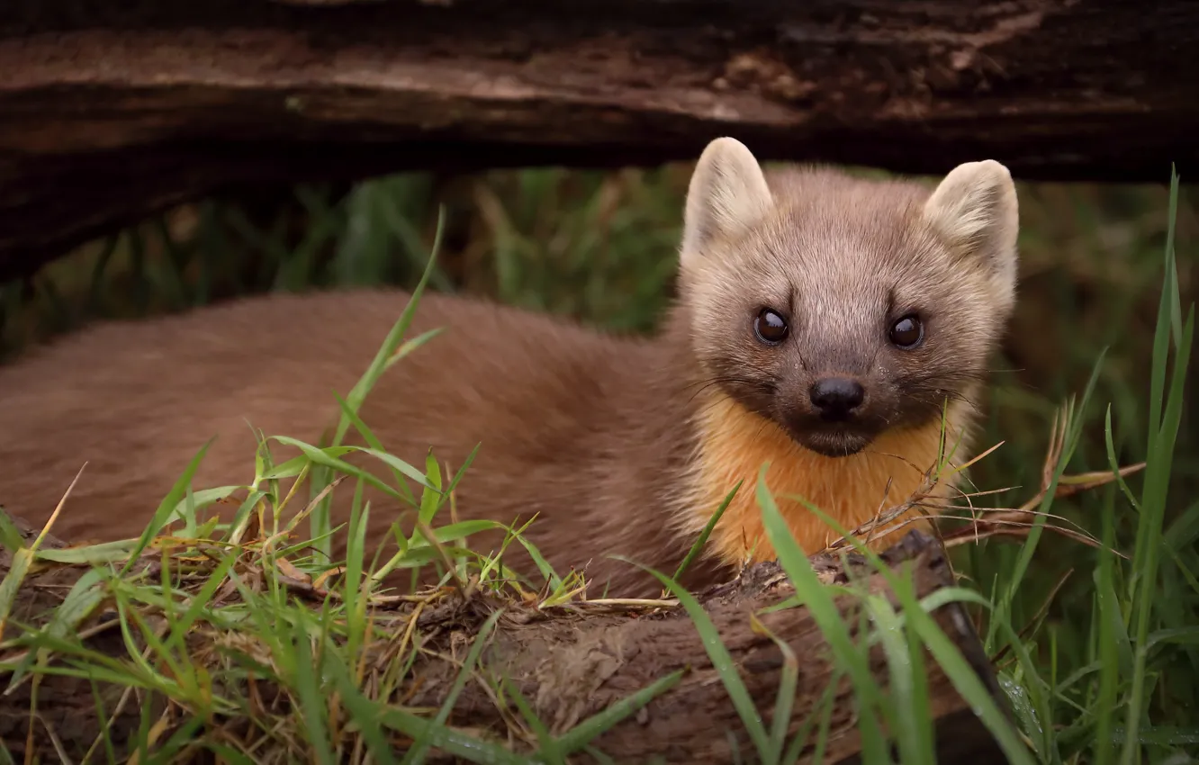 Photo wallpaper grass, look, face, log, marten