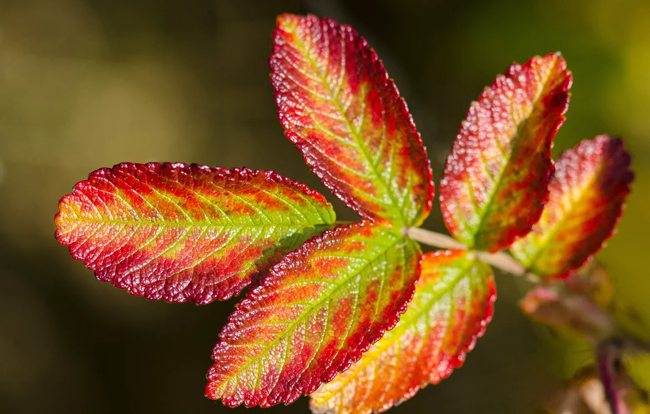 Photo wallpaper autumn, leaves, branches, nature