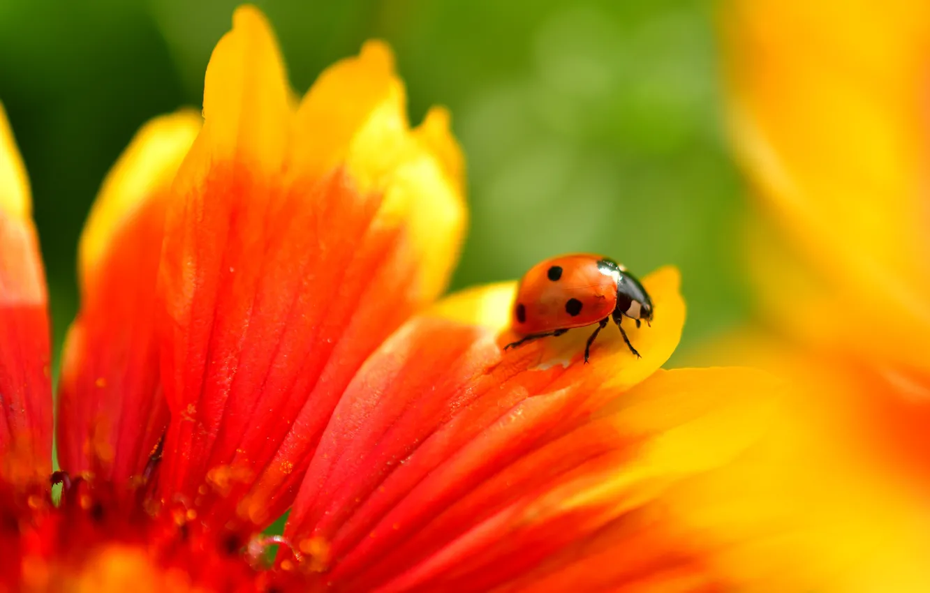 Photo wallpaper flower, summer, macro, red, background, ladybug, beetle, petals