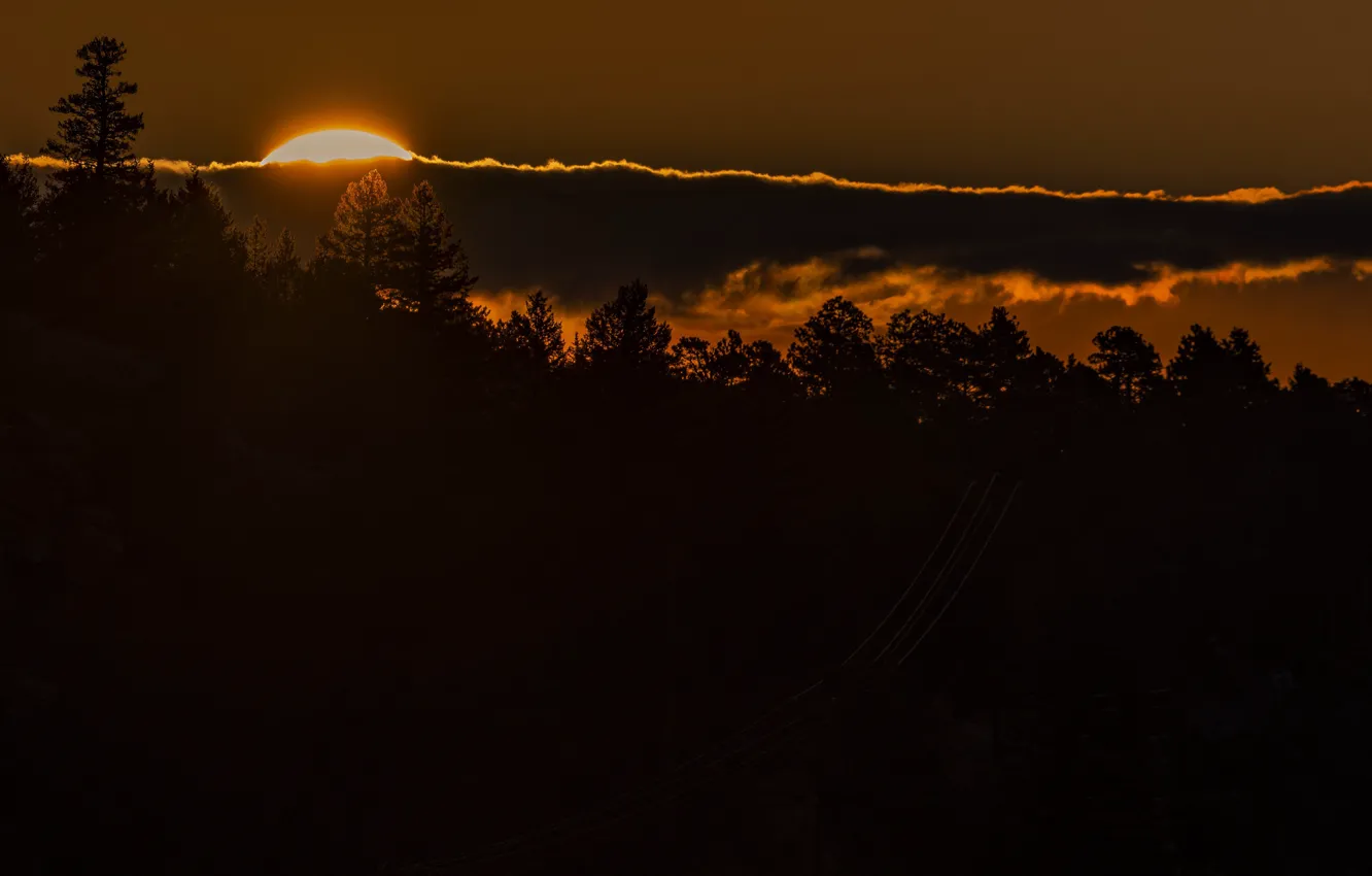 Photo wallpaper forest, night, nature, fog