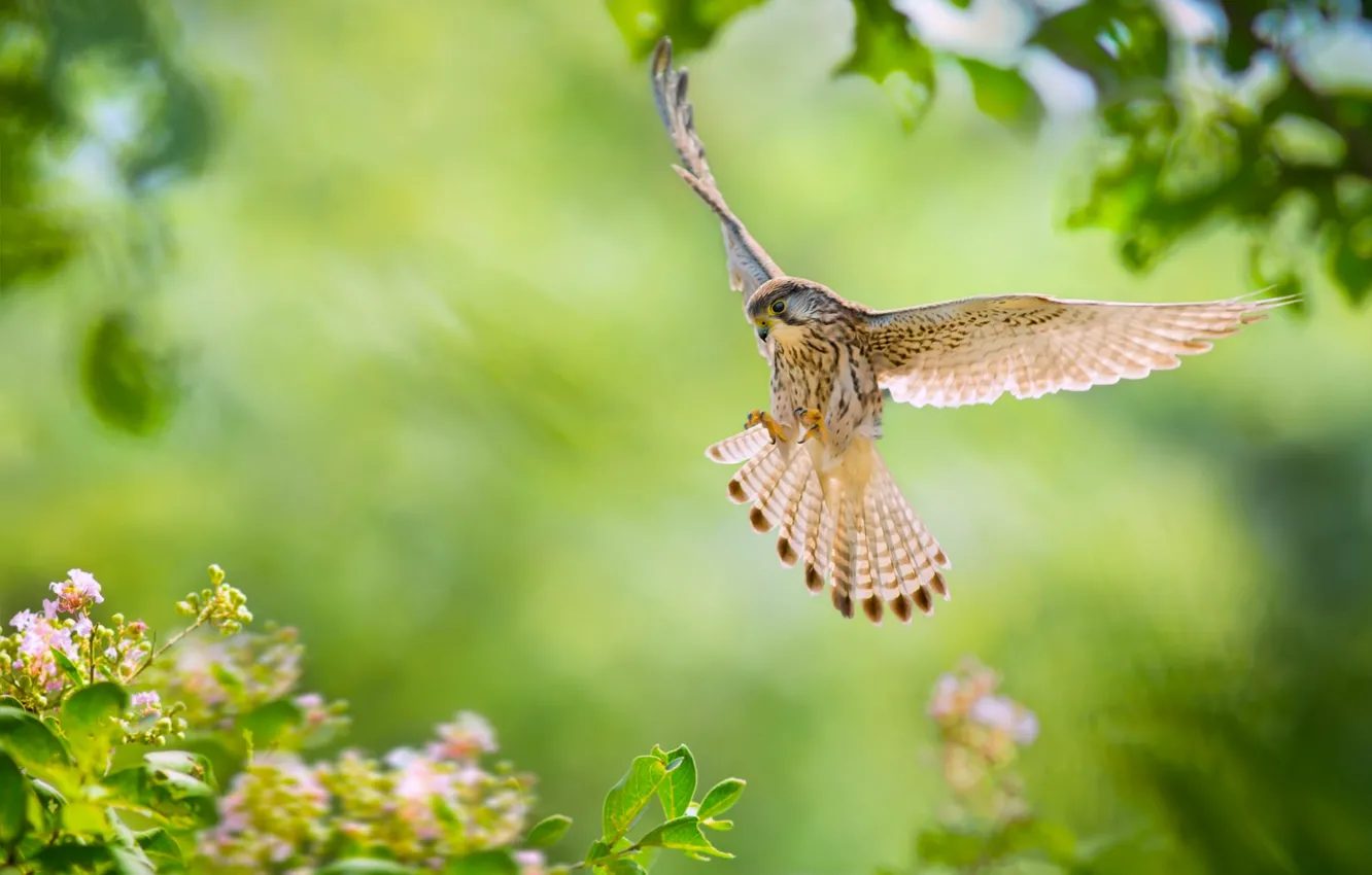 Photo wallpaper flowers, bird, wings, feathers, flight, Falcon, Common Kestrel