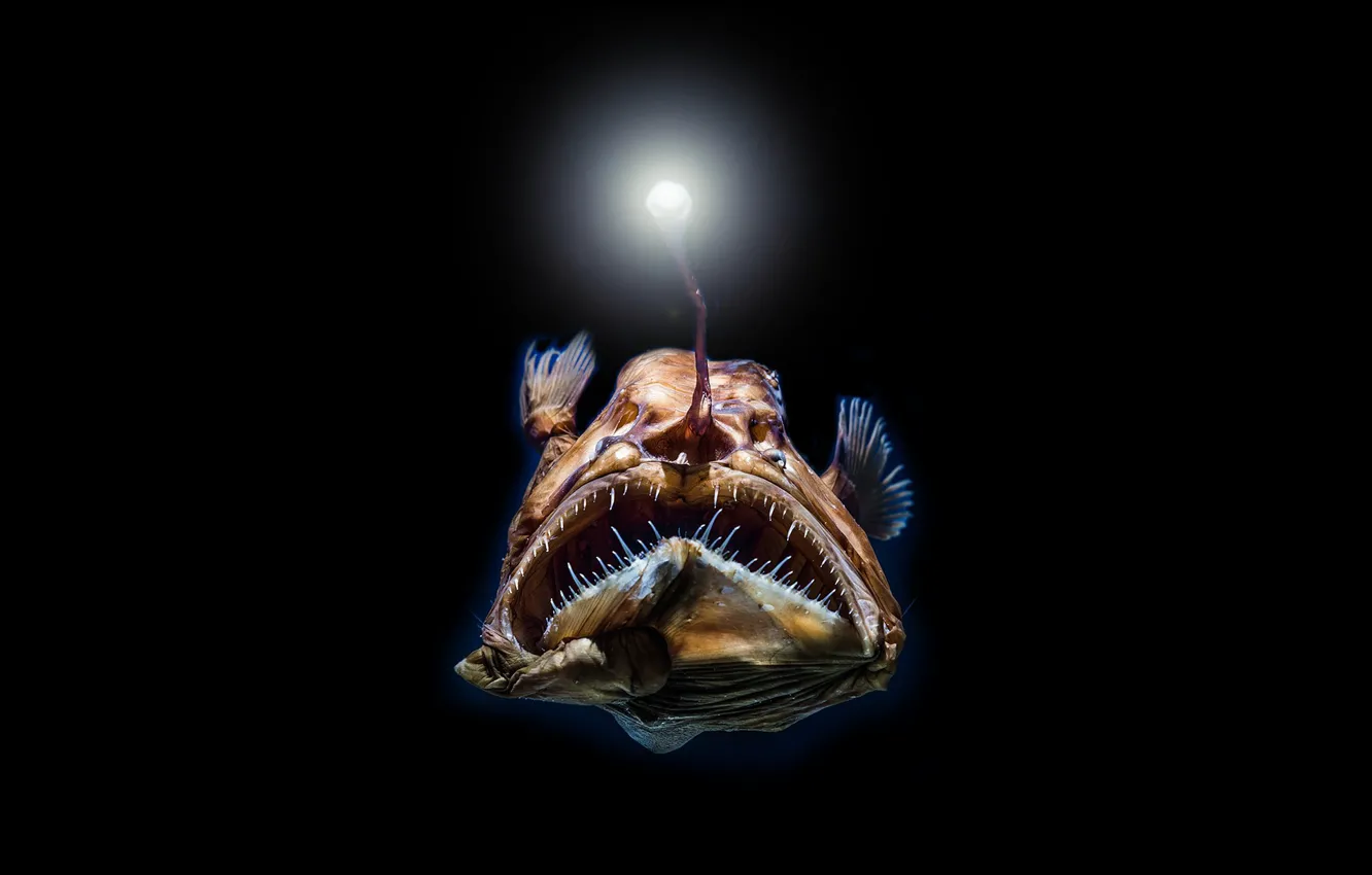 Photo wallpaper light, fish, teeth, Oneirodes eschrichtii