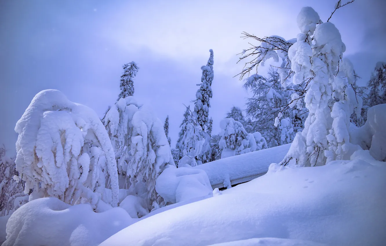 Photo wallpaper winter, snow, trees, landscape, nature, slope