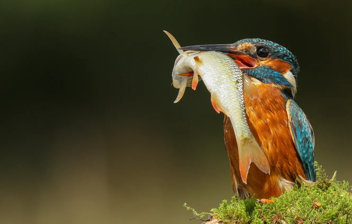 Photo wallpaper nature, bird, moss, fish, Kingfisher, catch