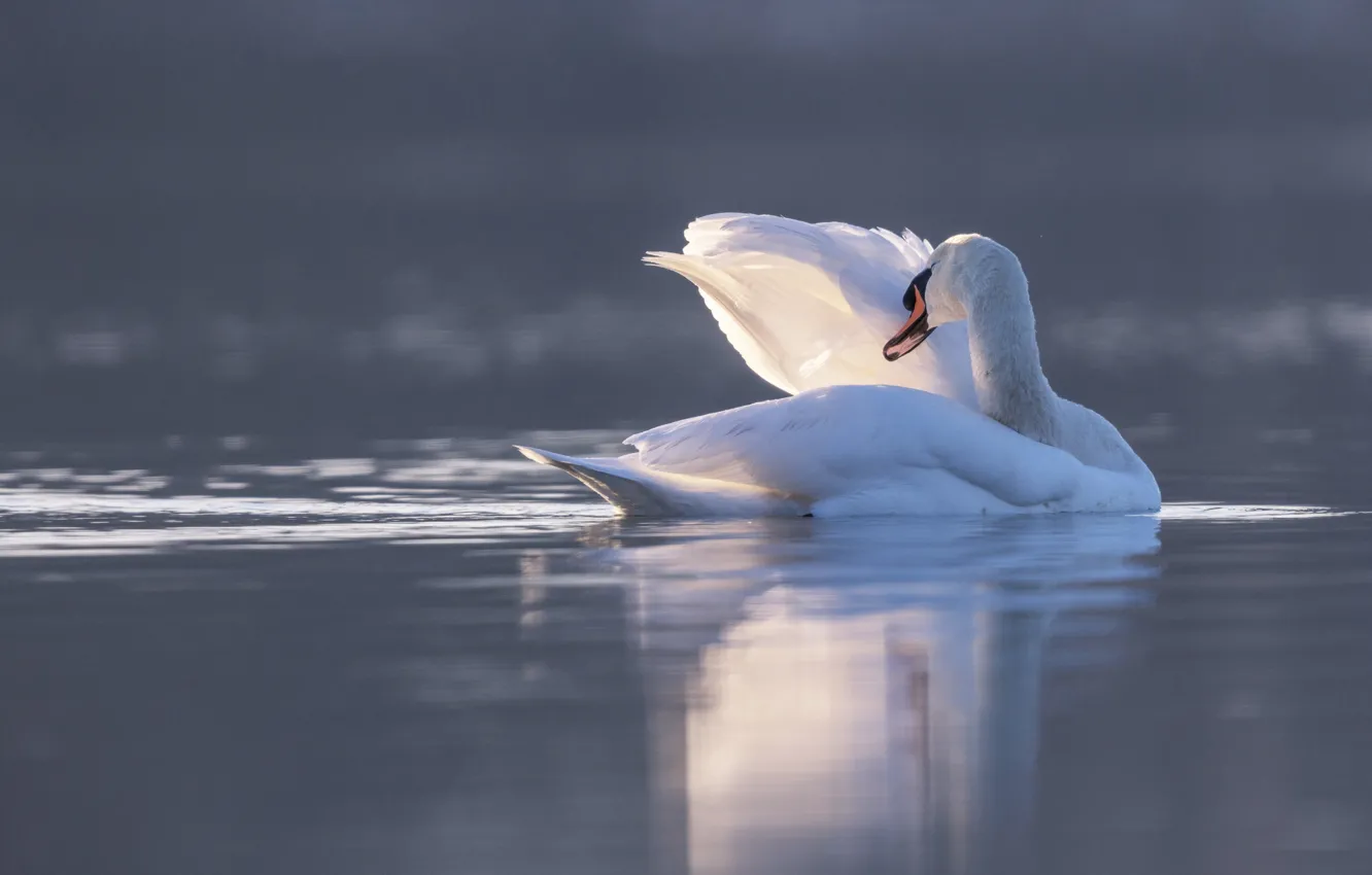 Photo wallpaper white, light, pose, fog, reflection, bird, wings, haze
