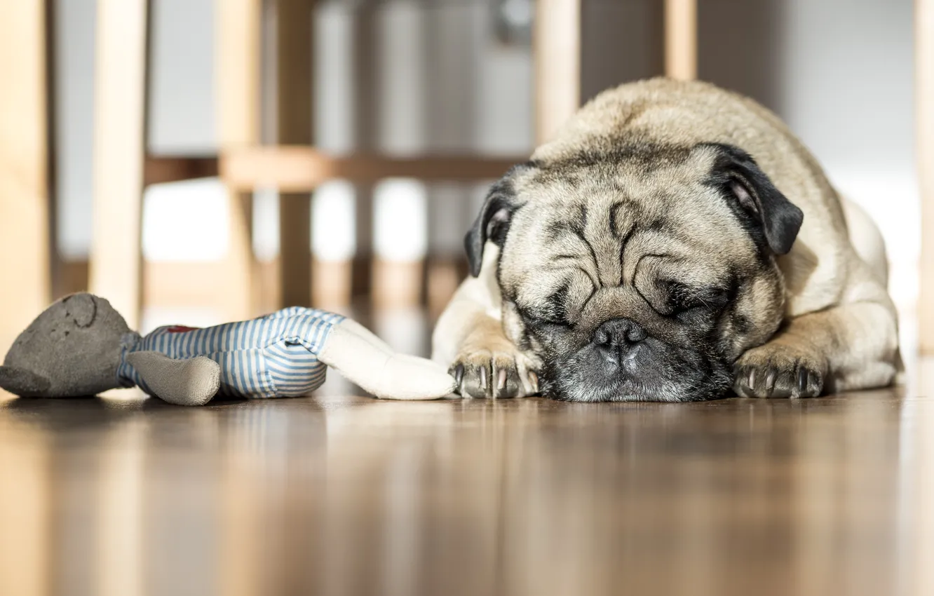 Photo wallpaper sleeping, pug, wrinkled