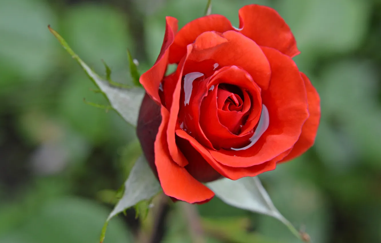 Photo wallpaper water, macro, roses, petals, buds