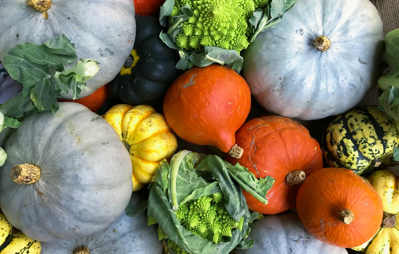 Photo wallpaper pumpkin, a lot, colorful, decorative, vegetables, different forms, cabbage, harvest