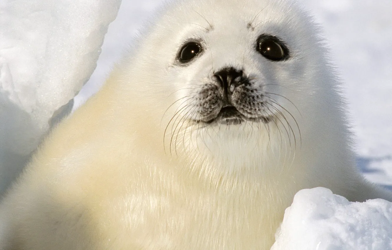 Photo wallpaper winter, white, eyes, snow, seal, baby, cub
