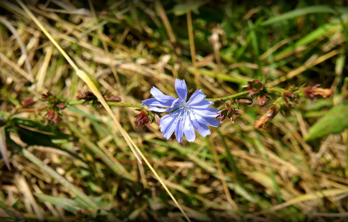 Photo wallpaper field, flowers, Russia, Oka