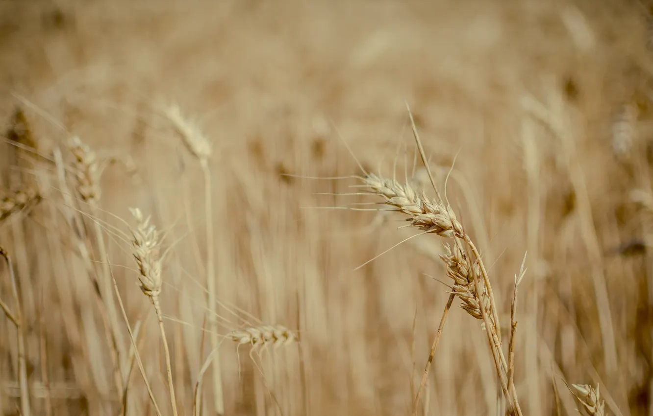 Photo wallpaper field, spikelets, a lot