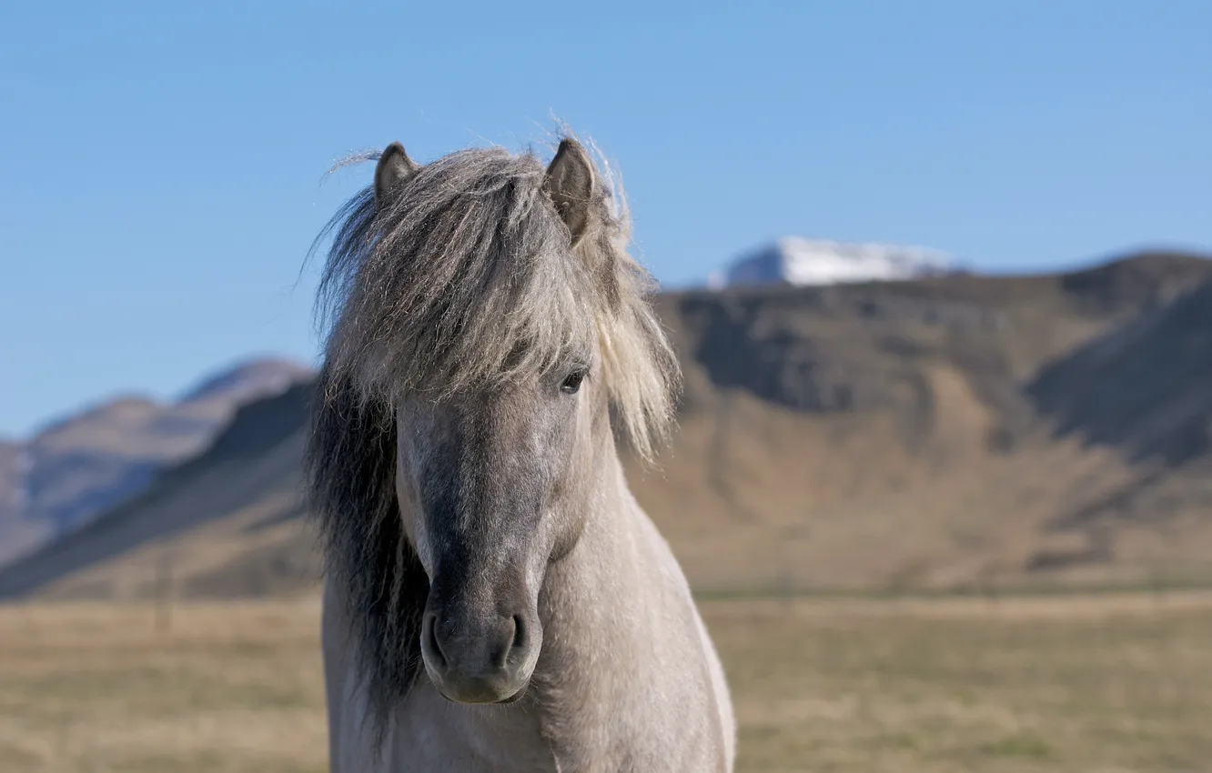 Photo wallpaper field, background, horse