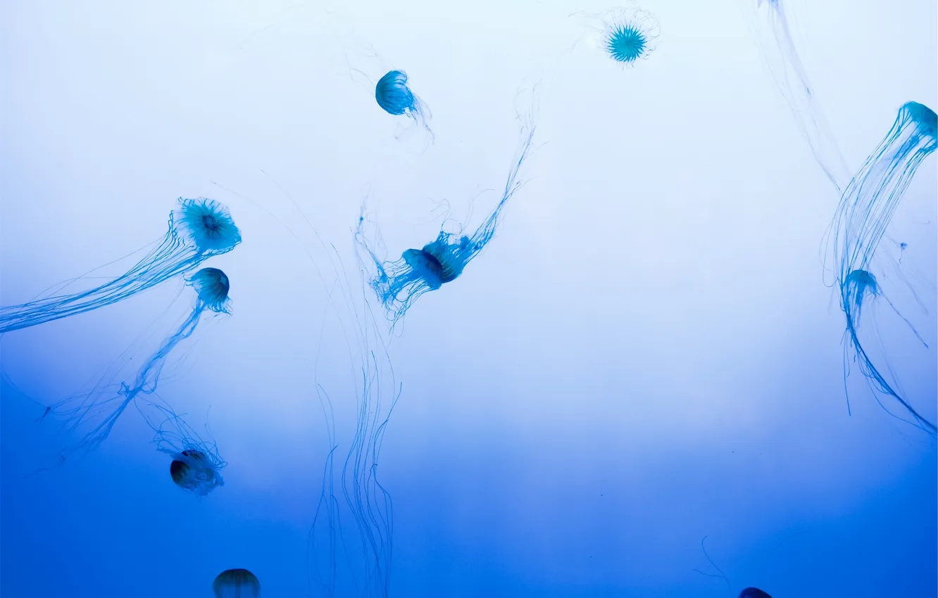 Photo wallpaper water, background, blue, pack, jellyfish