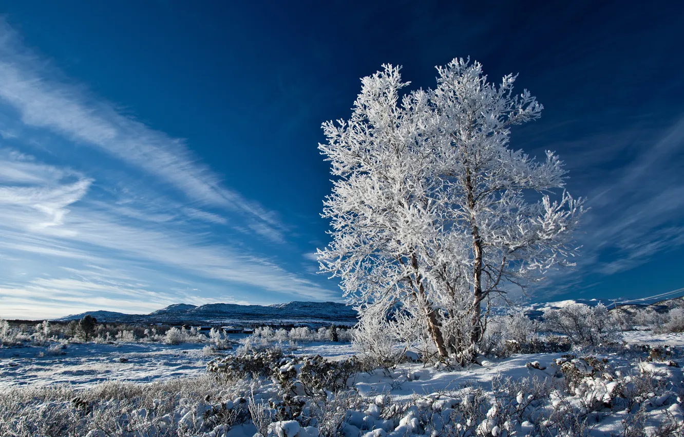Photo wallpaper winter, snow, trees, nature, blue