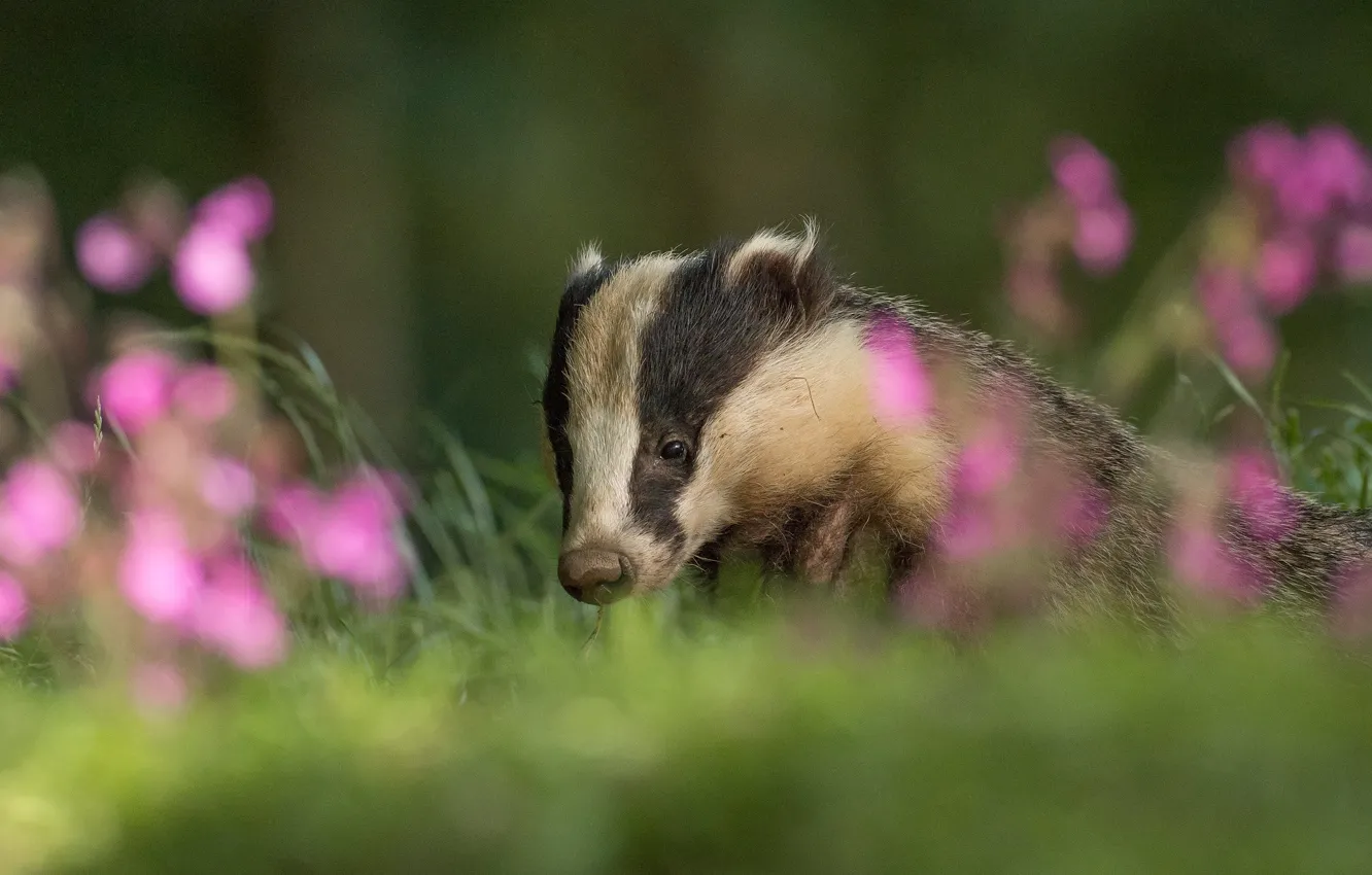 Photo wallpaper summer, flowers, nature, blur, pink, face, bokeh, badger
