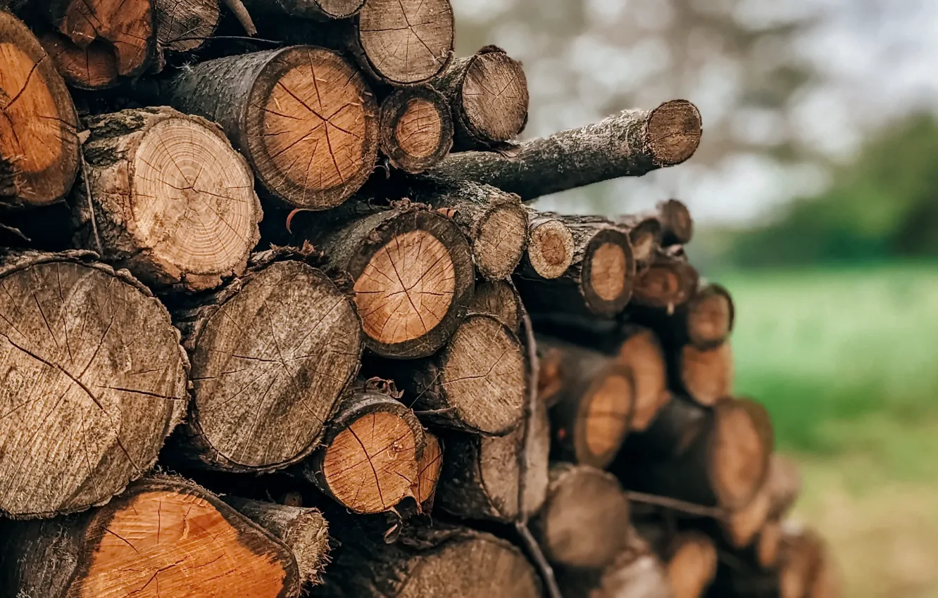 Photo wallpaper background, wood, log