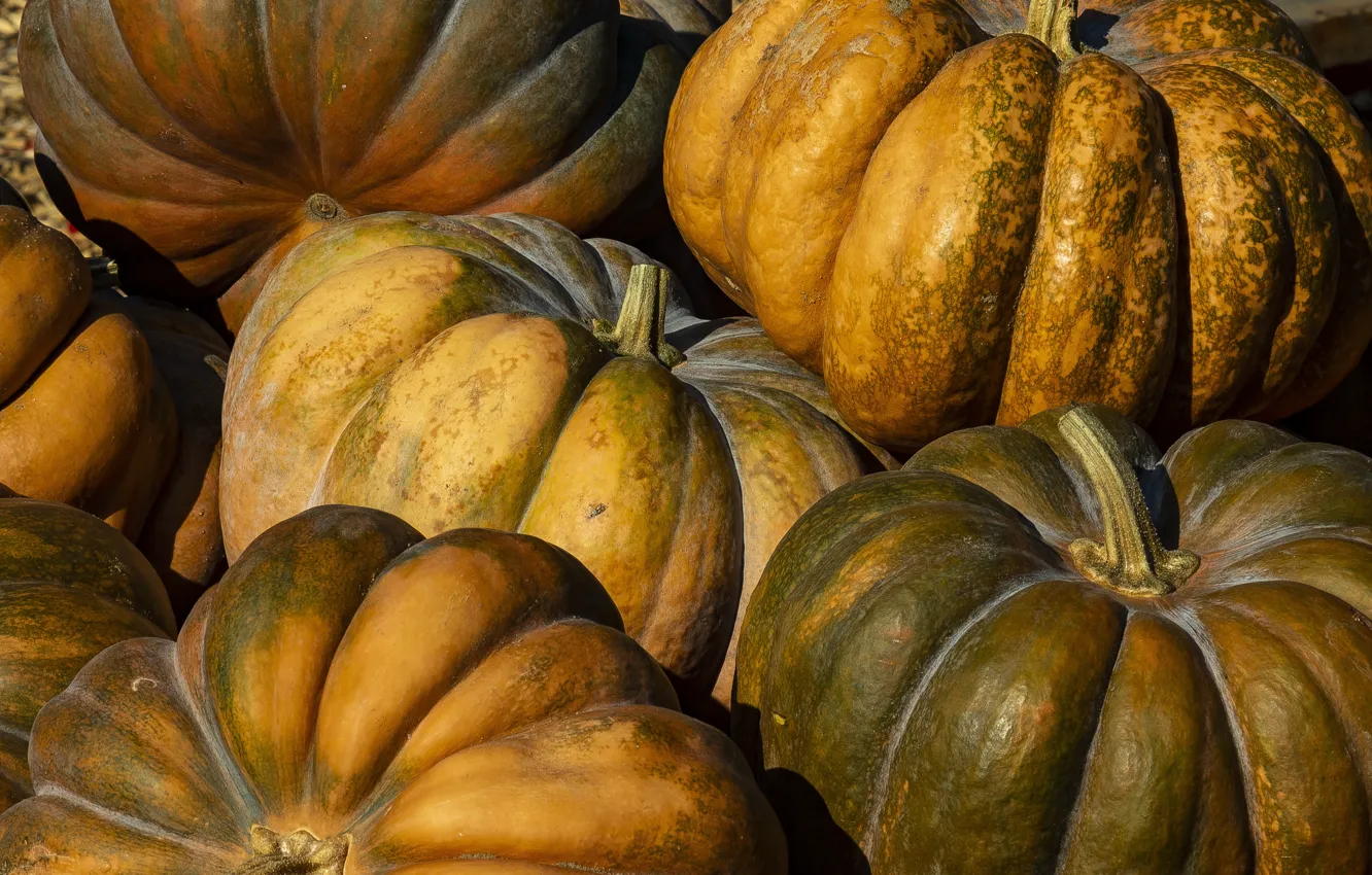 Photo wallpaper Canada, Ontario, Green and Orange Pumpkins, Halton, Springridge Farm
