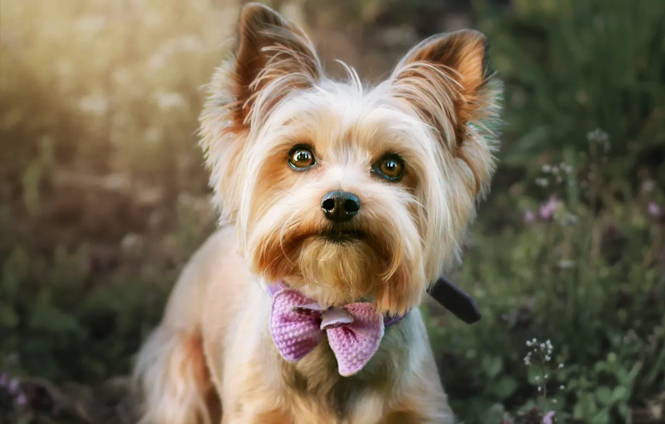 Photo wallpaper look, nature, portrait, dog, collar, face, bow, bokeh