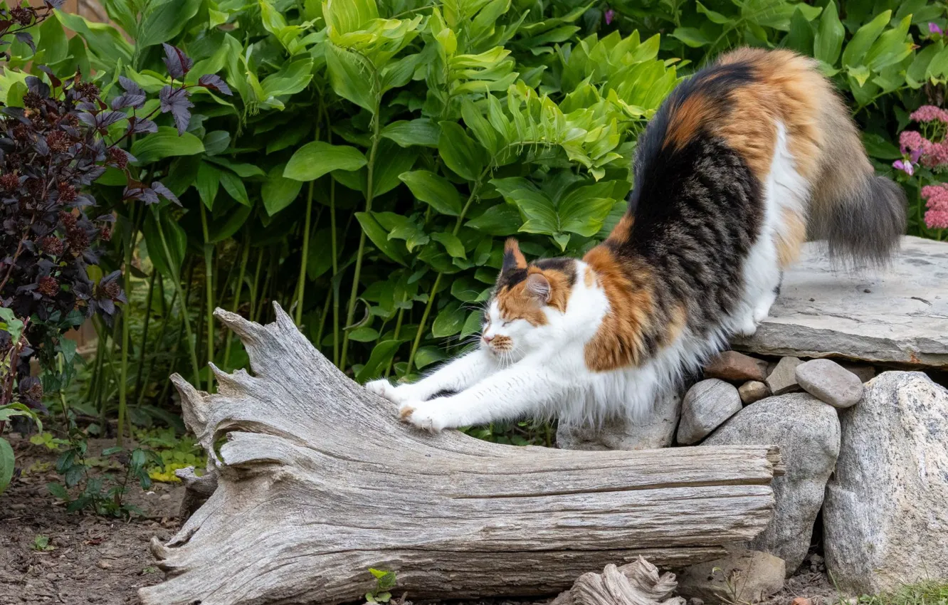 Photo wallpaper cat, cat, nature, pose, face