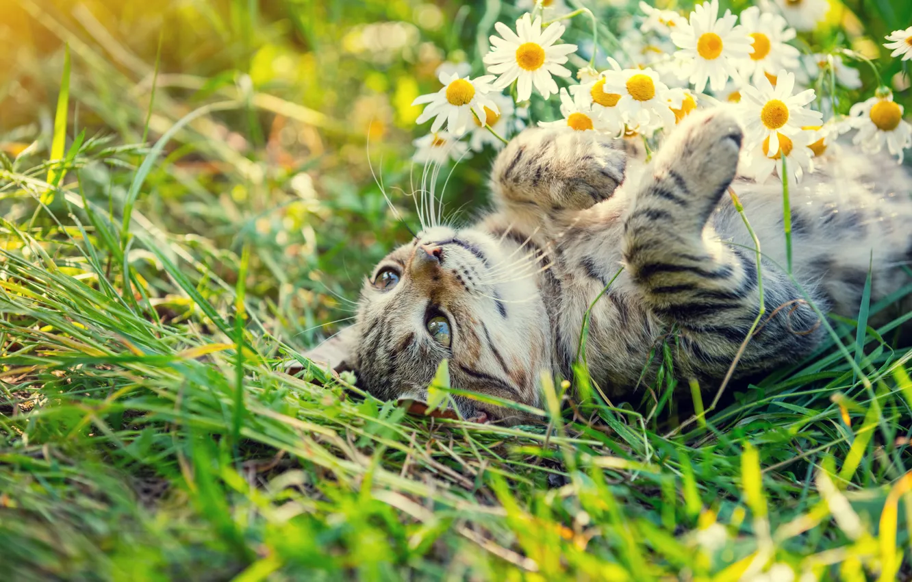 Photo wallpaper cat, summer, cat, look, flowers, pose, glade, chamomile