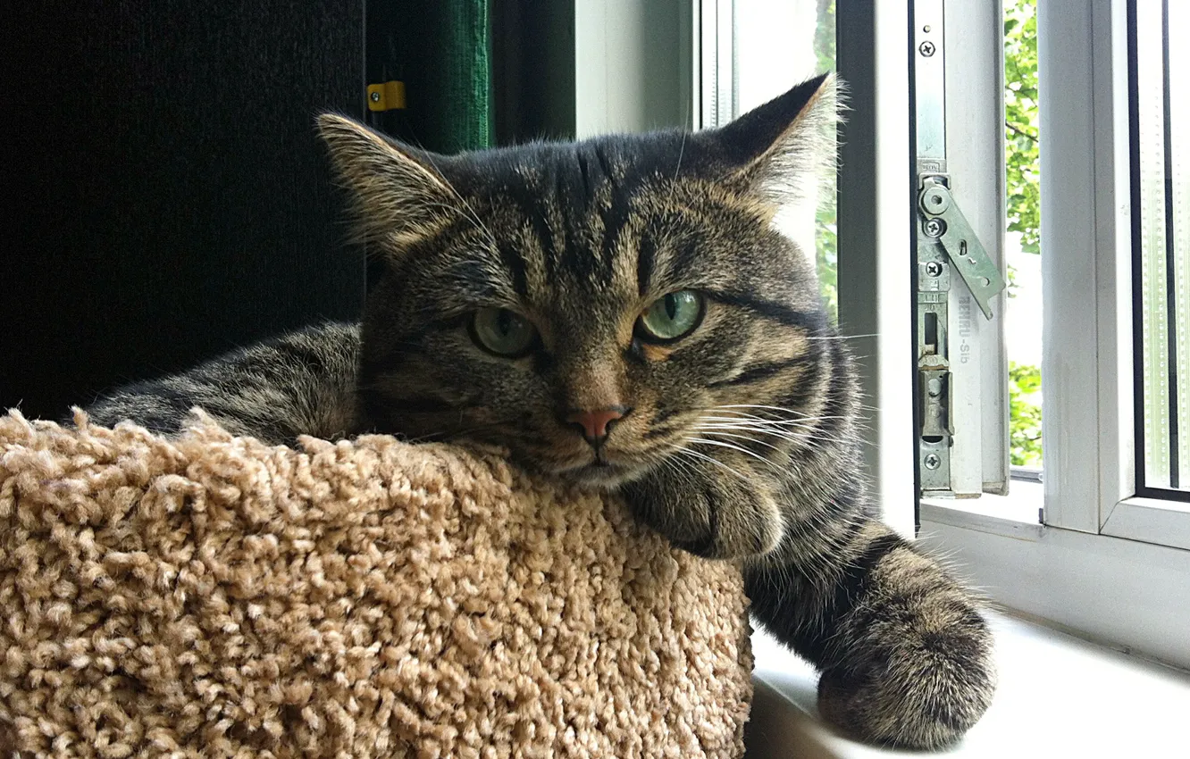 Photo wallpaper cat, Kuzma, smart cat, good cat, kind cat, beautiful cat