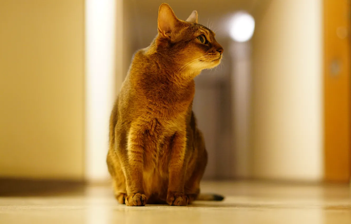 Photo wallpaper cat, background, Kote
