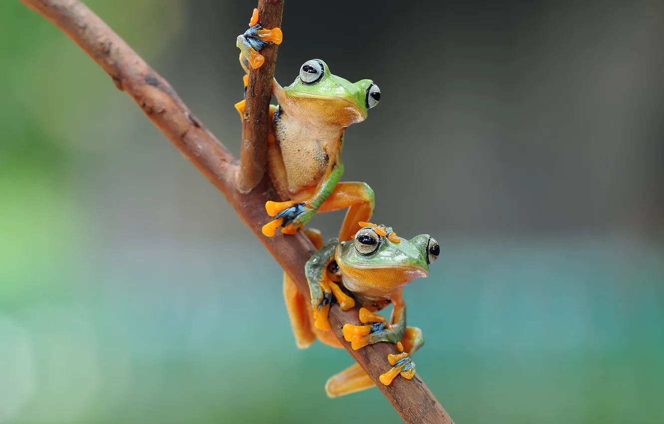 Photo wallpaper look, branches, pose, background, two, frog, a couple, bokeh