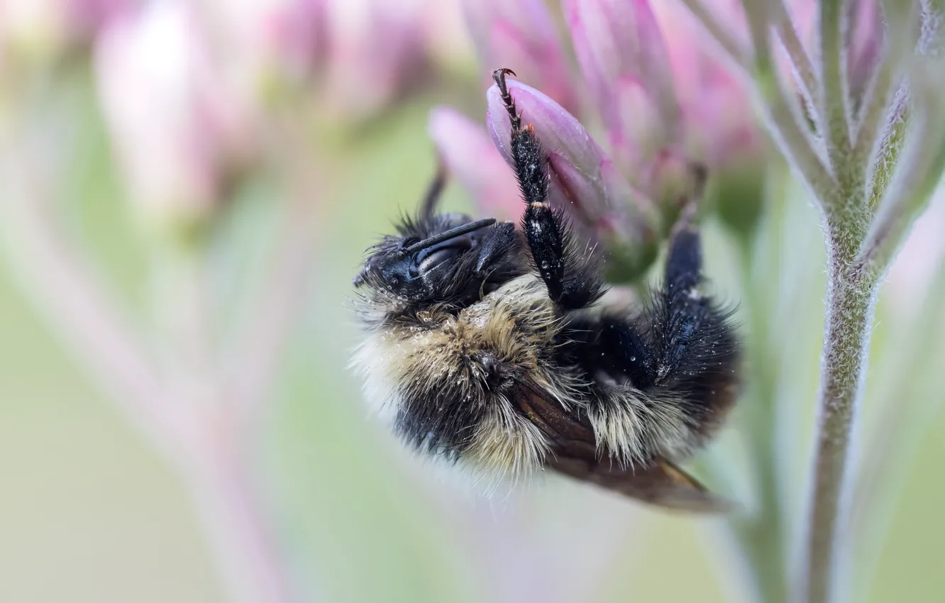 Photo wallpaper macro, bee, insect