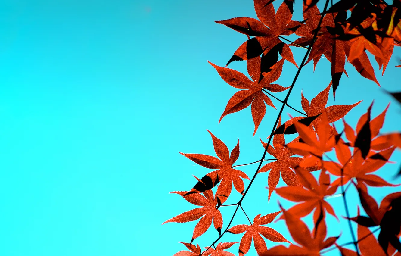 Photo wallpaper autumn, the sky, leaves, Japanese maple