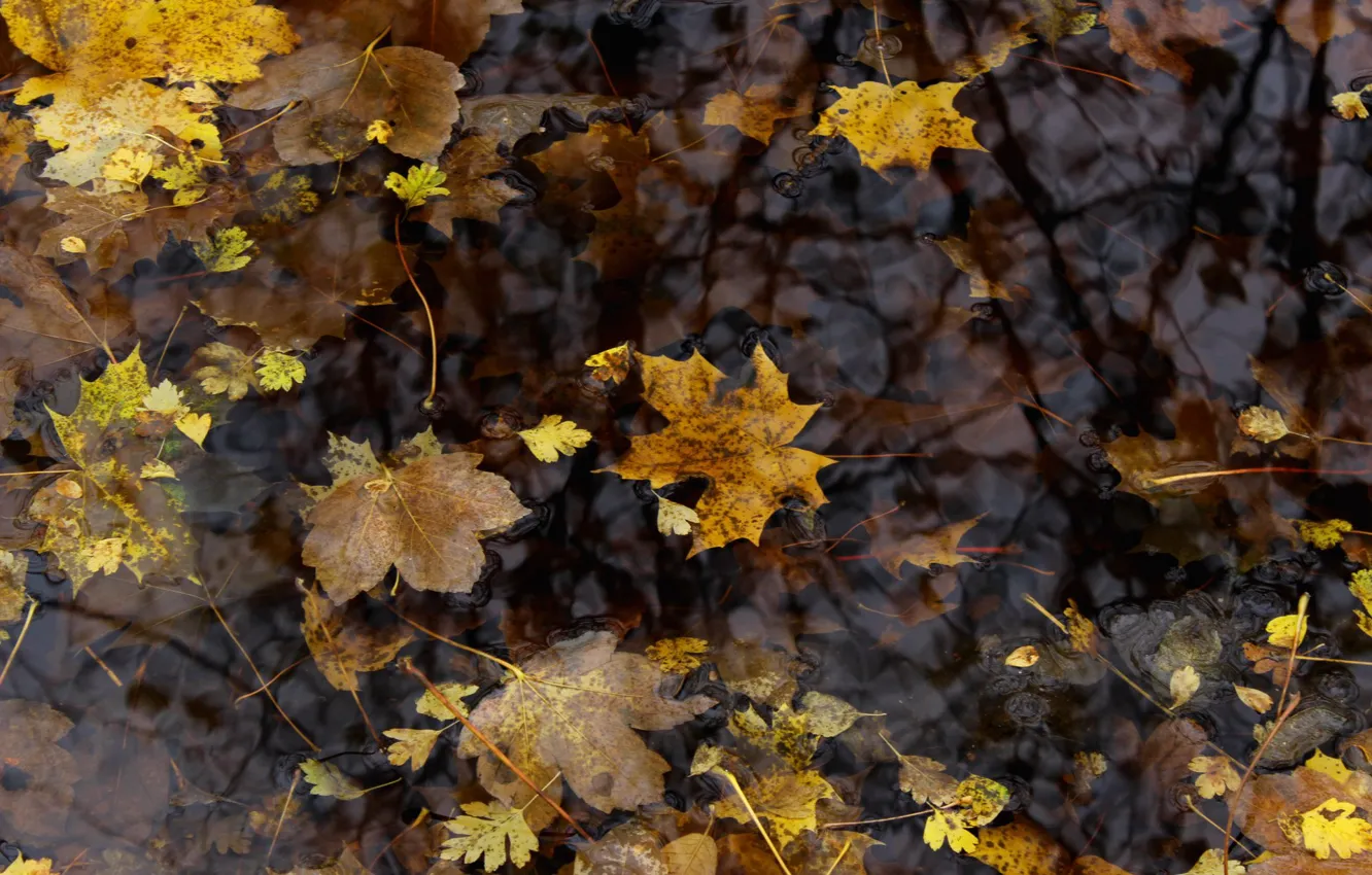 Photo wallpaper leaves, Autumn, puddle