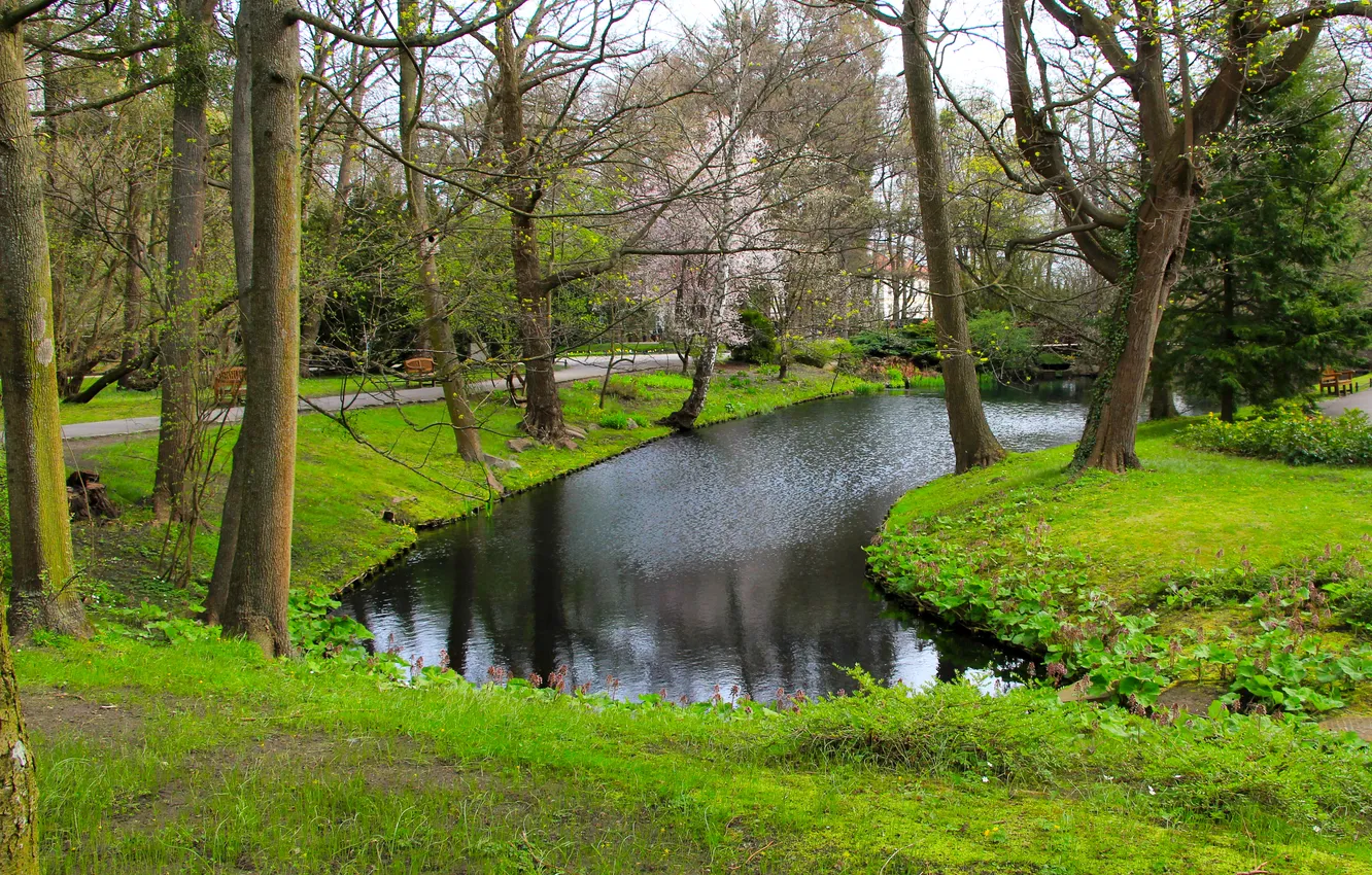 Photo wallpaper water, park, lake, tree, pond