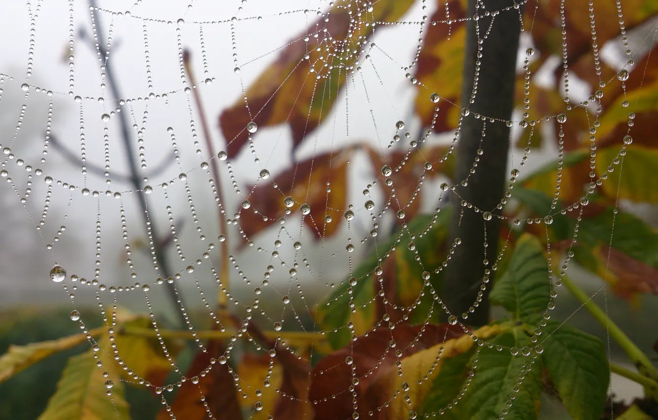 Photo wallpaper Macro, Drops, Web, Rosa