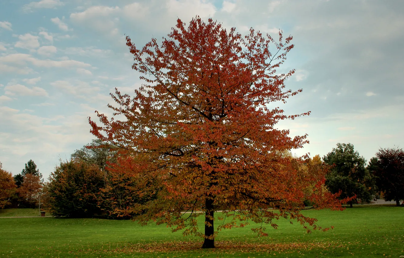 Photo wallpaper field, autumn, leaves, trees, Nature, falling leaves, trees, landscape