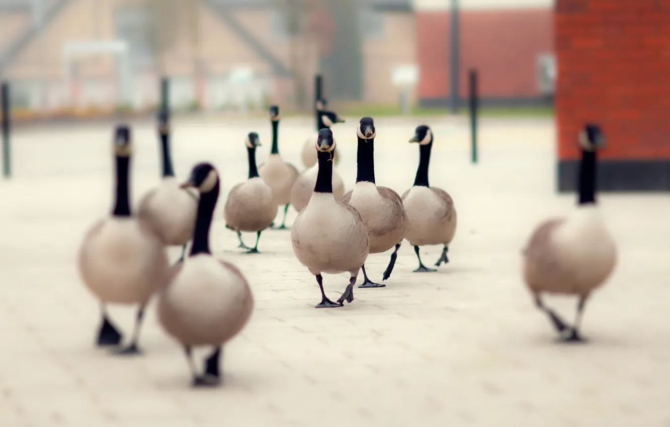 Photo wallpaper the city, bird, duck