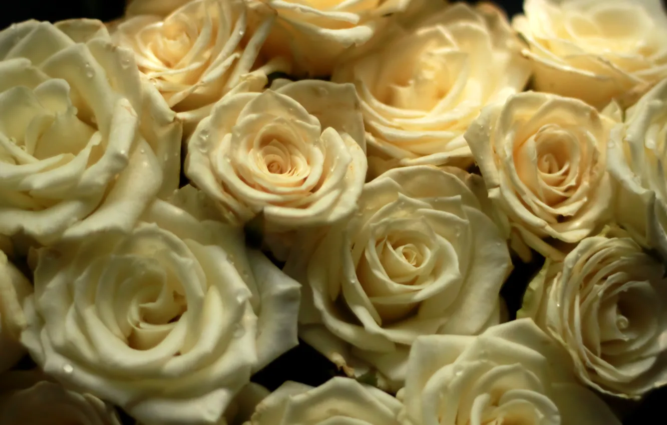 Photo wallpaper flowers, roses, bouquet