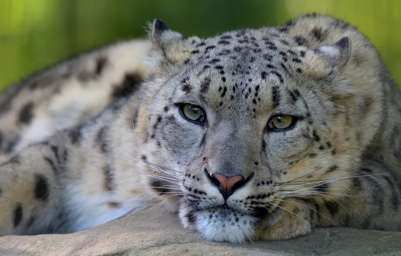 Photo wallpaper eyes, look, face, close-up, pose, background, portrait, paws